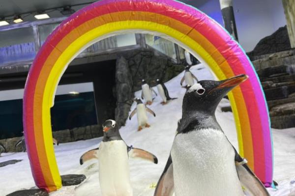 Gay penguins Sphen (right) and Magic